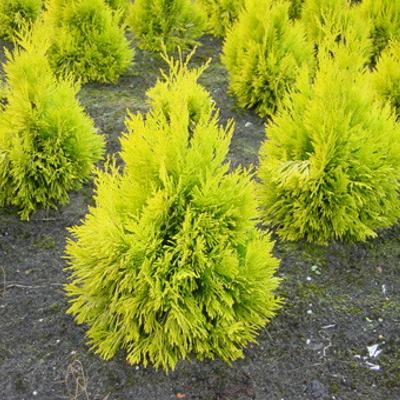 Туя складчаста "Голді / Фореве Голді" - Thuja plicata "Goldy / Forever Goldy"