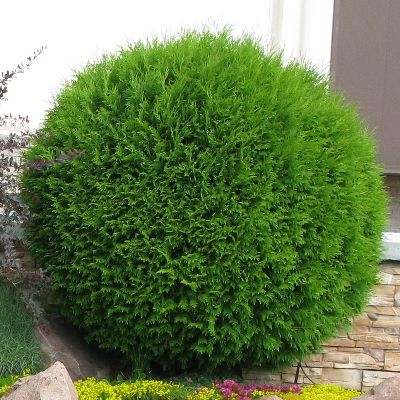 Туя західна "Глобоза" - Thuja occidentalis "Globosa"