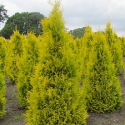 Туя західна "Голден Брабант" - Thuja occidentalis "Golden Brabant"