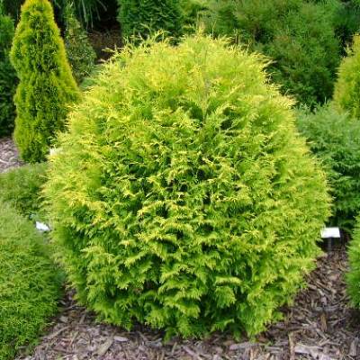 Туя західна "Голден Глоб" - Thuja occidentalis "Golden Globe"