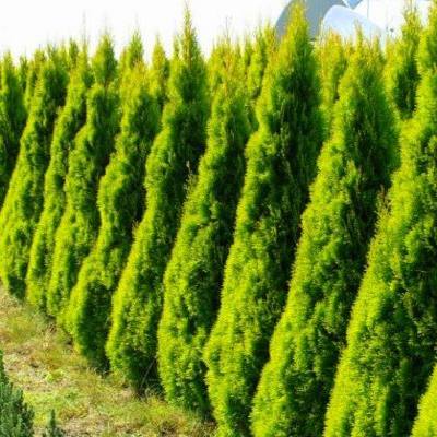 Туя західна "Голден Смарагд" - Thuja occidentalis "Golden Smaragd"