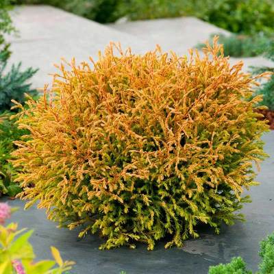 Туя західна "Голден Таффет" - Thuja occidentalis "Golden Tuffet"