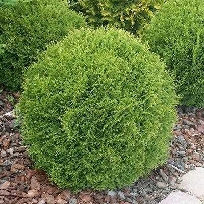 Туя західна "Хозері" - Thuja occidentalis "Hoseri"
