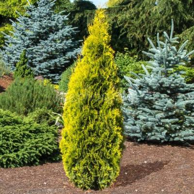 Туя західна "Янтар" - Thuja occidentalis "Jantar"