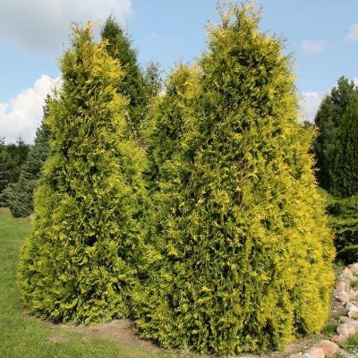 Туя західна "Марія Ву" - Thuja occidentalis "Maria Woo"
