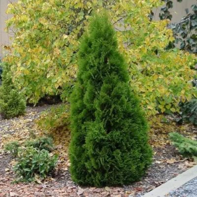 Туя західна "Мікі" - Thuja occidentalis "Miky"