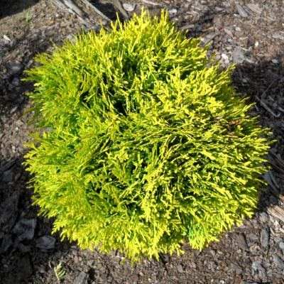 Туя західна "Міріам" - Thuja occidentalis "Mirjam"