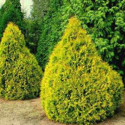 Туя західна "Рейнголд" - Thuja occidentalis "Rheingold"