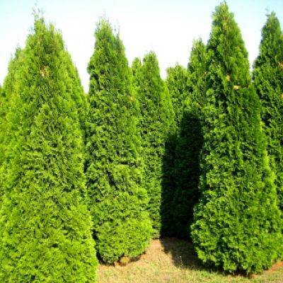Туя західна "Смарагд" - Thuja occidentalis "Smaragd"