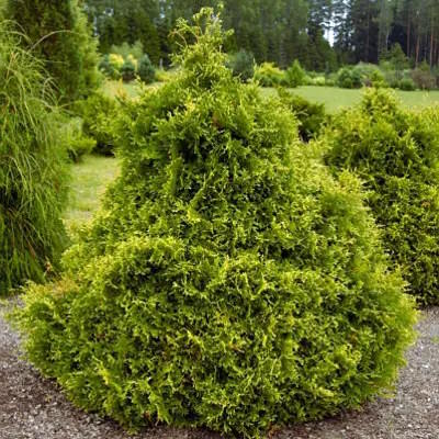 Туя західна "Столвік" - Thuja occidentalis "Stolwijk"