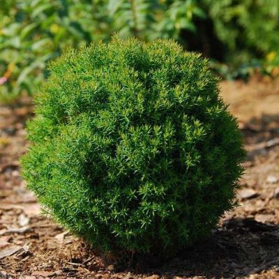Туя західна "Тедді" - Thuja occidentalis "Teddi"