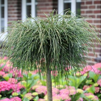 Туя складчаста "Віпкорд" на штамбі - Thuja plicata "Whipcord"