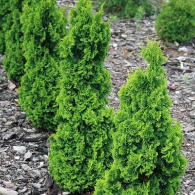 Туя західна "Зматлік" - Thuja occidentalis "Zmatlik"