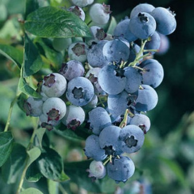 Лохина високоросла "Блюголд" - Vaccinium corymbosum "Bluegold"