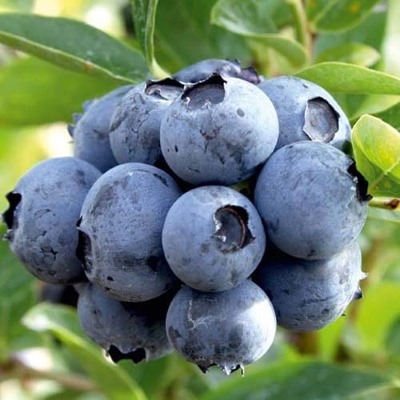 Лохина високоросла "Дюк" - Vaccinium corymbosum "Duke"