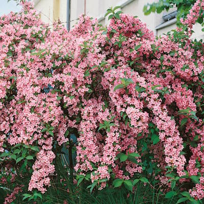 Вейгела гібридна "Розеа" - Weigela hybrida "Rosea"