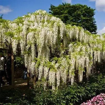 Гліцинія китайська "Альба" - Wisteria sinensis "Alba"