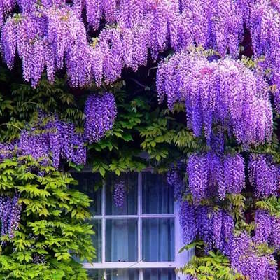 Гліцинія китайська "Проліфік" - Wisteria sinensis "Prolific"