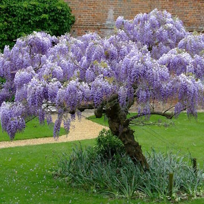 Гліцинія китайська - Wisteria sinensis